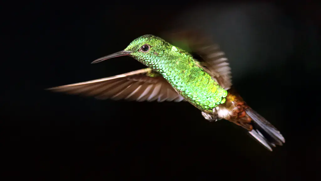 A green hummingbird with a copper tail hovers in mid-air, wings spread, against a black background